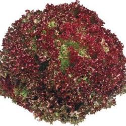 graines de Salade rouge frisée Lollo Rossa