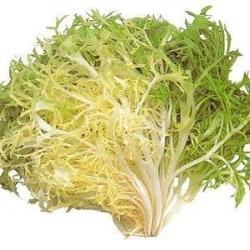 graines de Salade Frisée (endive)