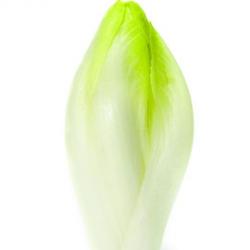 graine d'Endive