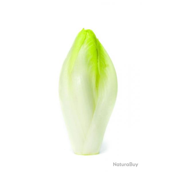 graine d'Endive