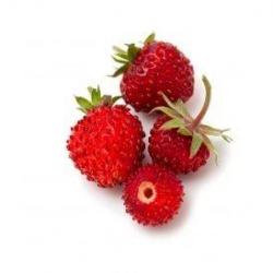 graines de Fraises des bois