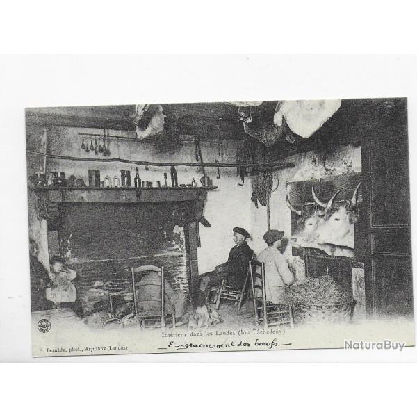 reproduction de carte postale 20me sicle " l engraissement de boeufs"