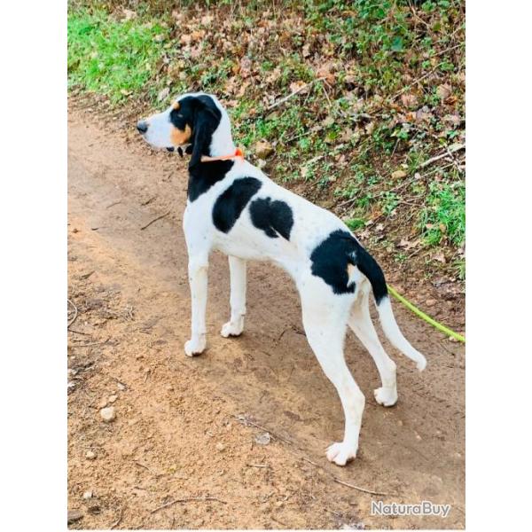 CHIEN ARIEGEOIS MALE BON CHASSEUR