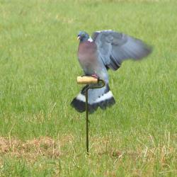 Rouleau électrique pour pigeons