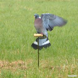 Rouleau électrique pour pigeons