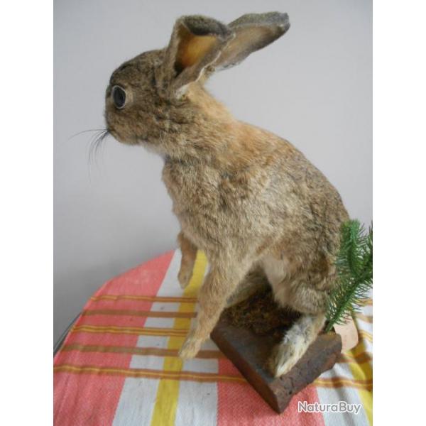 lapin de garenne