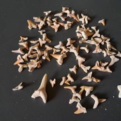 Lot de 90 fossiles de dents de requins #17