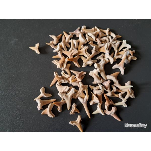 Lot de 90 fossiles de dents de requins #14