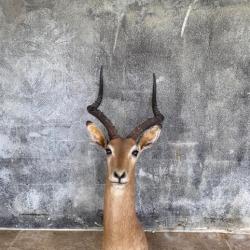 À vendre, trophée de Chasse africain