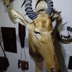 Trophées Chasse en Afrique