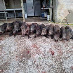 Action de Chasse au Grand Gibier, Sangliers et Chevreuils