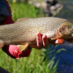 Séjour de pêche au Canada pas cher