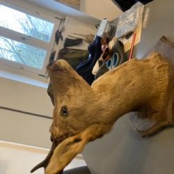 Taxidermie jolie tête de brocard chevreuil