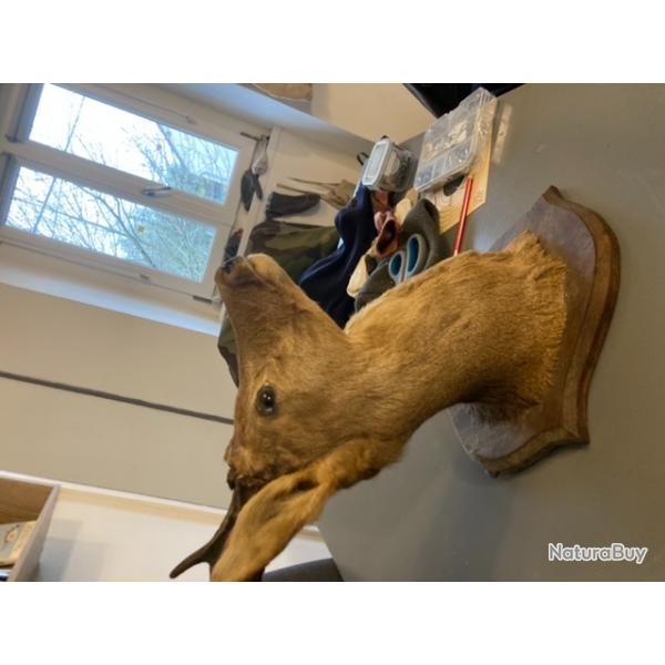 Taxidermie jolie tte de brocard chevreuil