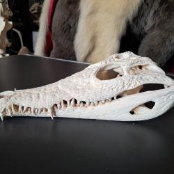 Vrai crâne de crocodile du Nil ; 33,5 cm ; Crocodylus niloticus #2112