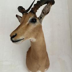 trophées de chasse antilopes africaines