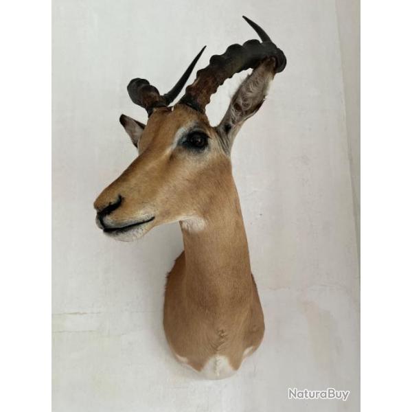 trophes de chasse antilopes africaines