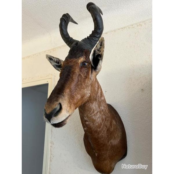 trophes de chasse antilopes Namibie