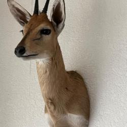 antilope de Namibie céphalophe