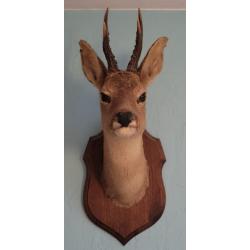Taxidermie trophée tête de chevreuil bois corne