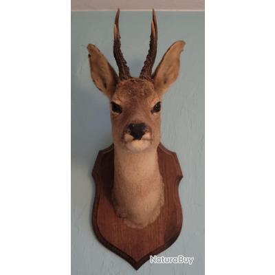 ANCIEN TROPHEE DE CHASSE FRANCE . CORNE DE CHEVREUIL . BOIS 15 cm 5