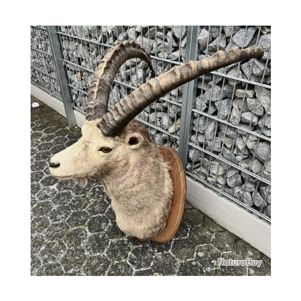 Rarissime trophe en cape d'un Bouquetin des Alpes - Capra Ibex - trophe albinos -