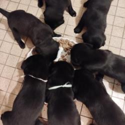 chiots labrador retriever des collines du boulonnais