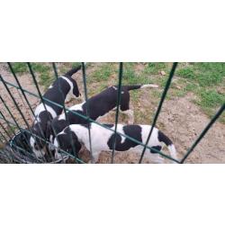 Vente de 3 chiots