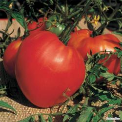 Tomate Coeur de Boeuf