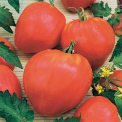Tomate Coeur de Boeuf