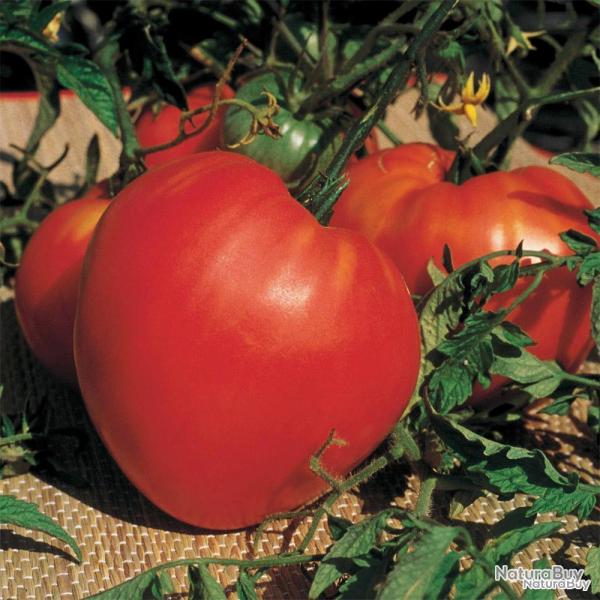 Tomate Coeur de Boeuf