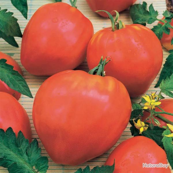 Tomate Coeur de Boeuf