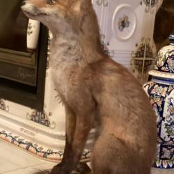 Renard naturalisé