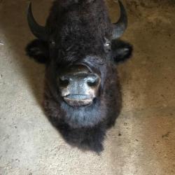 Tête de bison