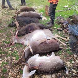 RECHERCHE ACTIONNAIRES DANS PARC DE CHASSE