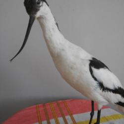 avocette des marais