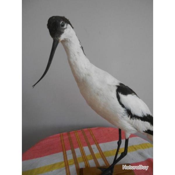 avocette des marais