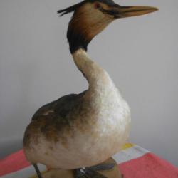 grebe huppé