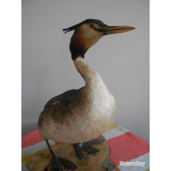 grebe hupp