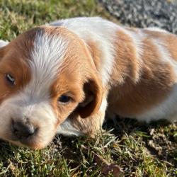 EPAGNEUL BRETON chiots 2 mois LOF