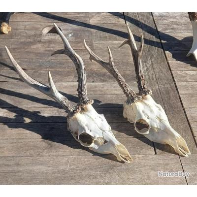 Taxidermie vertèbre de chevreuil - Massacres (13323055