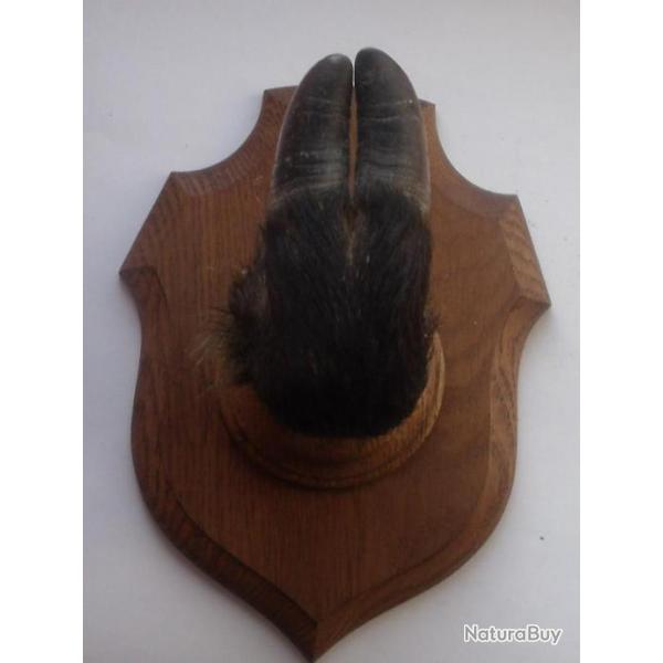 PORTE-MANTEAU mural thme CHASSE (patte de sanglier taxidermie) sur cusson en chne - PATERE