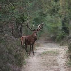 Action de chasse grands cervidés