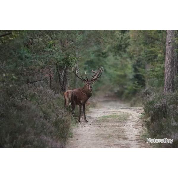 Action de chasse grands cervids