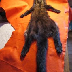 TAXIDERMIE SUPERBE RARE PEAU DE PEKAN en direct du CANADA QUEBEC trappeur deco costume médiéval