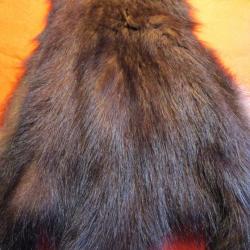 TAXIDERMIE SUPERBE RARE PEAU DE PEKAN en direct du CANADA QUEBEC trappeur deco costume médiéval