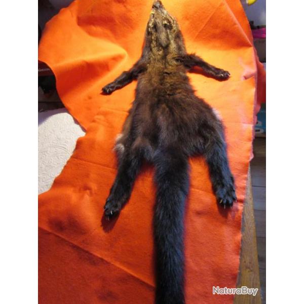 TAXIDERMIE SUPERBE RARE PEAU DE PEKAN en direct du CANADA QUEBEC trappeur deco costume mdival