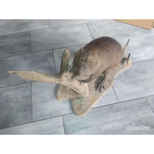 Trs belle scne de ragondin naturalis