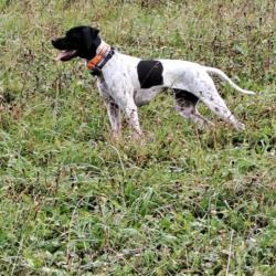 Vds chienne pointer anglais blanche et noire lof