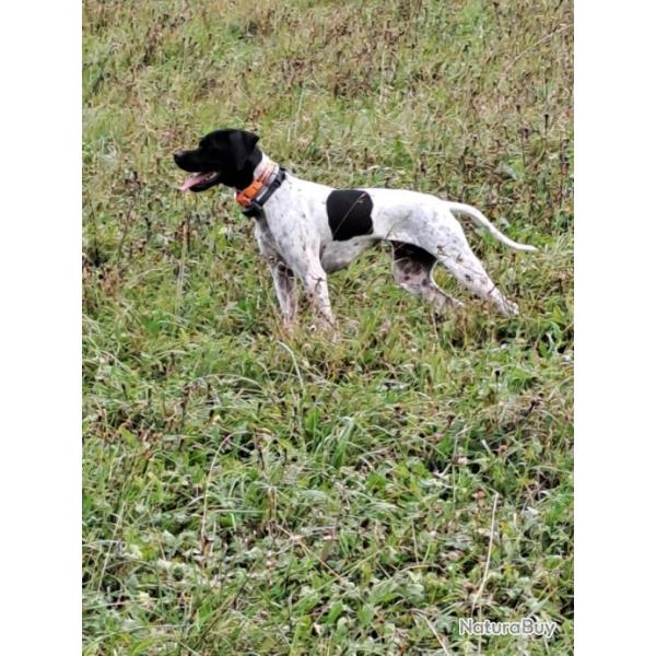 Vds chienne pointer anglais blanche et noire lof